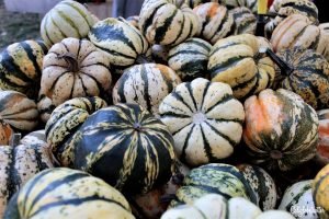 Ludwigsburg Palace Pumpkin Festival (Kürbisfest) | Ludwigsburg Palace Pumpkin Festival | World's LARGEST Pumpkin Festival | Day Trip from Stuttgart | Things to do in Autumn in Germany | Pumpkin Cuisine | Pumpkin Food | Pumpkin Contests | Day Trip from Munich | Day Trip from Frankfurt | Autumn Activities in Germany | Autumn in Germany | Fall in Germany | Herbst in Deutschland | Castles in Germany | #Ludwigsburg #BadenWürttemberg #Germany - California Globetrotter