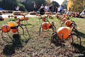Ludwigsburg Palace Pumpkin Festival (Kürbisfest) | Ludwigsburg Palace Pumpkin Festival | World's LARGEST Pumpkin Festival | Day Trip from Stuttgart | Things to do in Autumn in Germany | Pumpkin Cuisine | Pumpkin Food | Pumpkin Contests | Day Trip from Munich | Day Trip from Frankfurt | Autumn Activities in Germany | Autumn in Germany | Fall in Germany | Herbst in Deutschland | Castles in Germany | #Ludwigsburg #BadenWürttemberg #Germany - California Globetrotter
