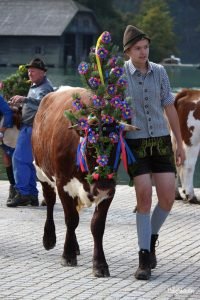 Königssee Almabtrieb | Things to do in Germany in Autumn | Bavarian Traditions in the Fall | Alpine Traditions in Germany | Returning of the Cows Headdress Celebration | Kranzkuh | Traditional Lederhosen & Dirndl | Best Things to do in Fall in the Alps | Bavarian Alps Traditions | #Königssee #Berchtesgaden #Bavaria #Germany #Europe - California Globetrotter