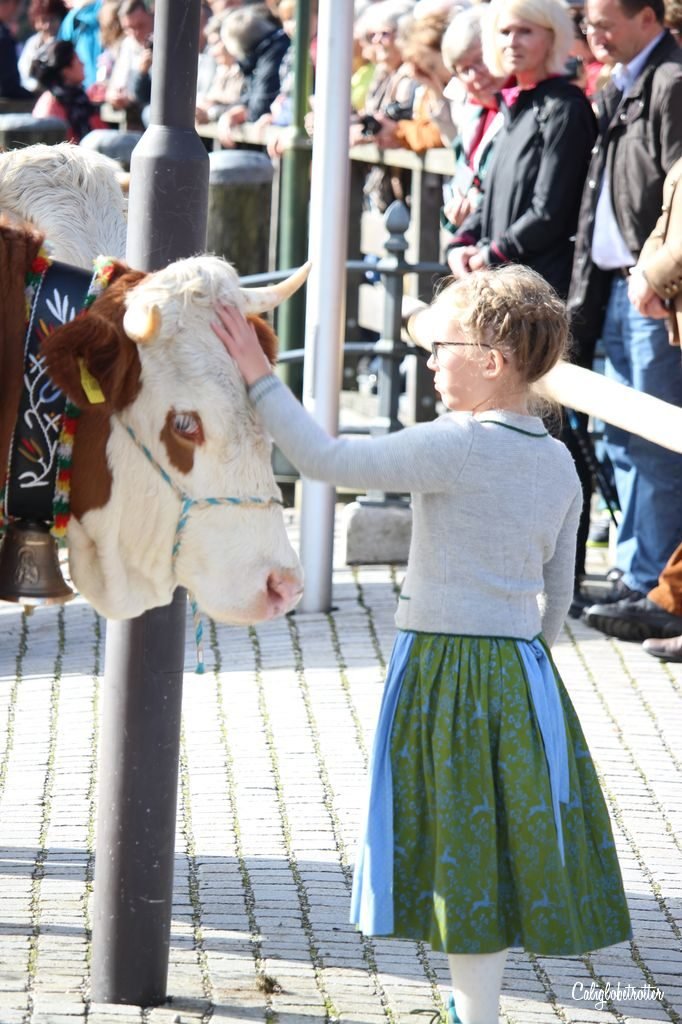 Königssee Almabtrieb | Things to do in Germany in Autumn | Bavarian Traditions in the Fall | Alpine Traditions in Germany | Returning of the Cows Headdress Celebration | Kranzkuh | Traditional Lederhosen & Dirndl | Best Things to do in Fall in the Alps | Bavarian Alps Traditions | #Königssee #Berchtesgaden #Bavaria #Germany #Europe - California Globetrotter