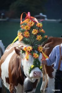 Königssee Almabtrieb | Things to do in Germany in Autumn | Bavarian Traditions in the Fall | Alpine Traditions in Germany | Returning of the Cows Headdress Celebration | Kranzkuh | Traditional Lederhosen & Dirndl | Best Things to do in Fall in the Alps | Bavarian Alps Traditions | #Königssee #Berchtesgaden #Bavaria #Germany #Europe - California Globetrotter