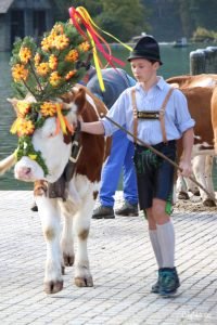 Königssee Almabtrieb | Things to do in Germany in Autumn | Bavarian Traditions in the Fall | Alpine Traditions in Germany | Returning of the Cows Headdress Celebration | Kranzkuh | Traditional Lederhosen & Dirndl | Best Things to do in Fall in the Alps | Bavarian Alps Traditions | #Königssee #Berchtesgaden #Bavaria #Germany #Europe - California Globetrotter