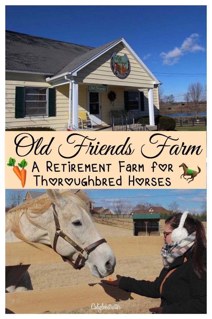 Old Friends Farm: An Animal Sanctuary for Retired Thoroughbred Horses outside of Lexington, Kentucky | Where do Retired Thoroughbred Horses Go? | Horse Sanctuary | Life after Racing | Retired Race Horses | Retired Thoroughbred Race Horses | Famous Race Horses | Stop Horse Slaughter | Help Protect Thoroughbred Horses #Kentucky #KentuckyDerbyWinners - California Globetrotter