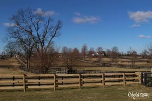 Old Friends Farm: An Animal Sanctuary for Retired Thoroughbred Horses outside of Lexington, Kentucky | Where do Retired Thoroughbred Horses Go? | Horse Sanctuary | Life after Racing | Retired Race Horses | Retired Thoroughbred Race Horses | Famous Race Horses | Stop Horse Slaughter | Help Protect Thoroughbred Horses #Kentucky #KentuckyDerbyWinners - California Globetrotter