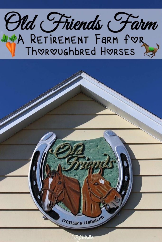 Old Friends Farm: An Animal Sanctuary for Retired Thoroughbred Horses outside of Lexington, Kentucky | Where do Retired Thoroughbred Horses Go? | Horse Sanctuary | Life after Racing | Retired Race Horses | Retired Thoroughbred Race Horses | Famous Race Horses | Stop Horse Slaughter | Help Protect Thoroughbred Horses #Kentucky #KentuckyDerbyWinners - California Globetrotter