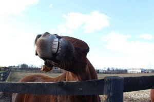 Old Friends Farm: An Animal Sanctuary for Retired Thoroughbred Horses outside of Lexington, Kentucky | Where do Retired Thoroughbred Horses Go? | Horse Sanctuary | Life after Racing | Retired Race Horses | Retired Thoroughbred Race Horses | Famous Race Horses | Stop Horse Slaughter | Help Protect Thoroughbred Horses #Kentucky #KentuckyDerbyWinners - California Globetrotter