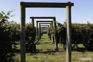 Huber's Orchard, Winery & Vineyard, Starling, Indiana | Kentuckiana Day Trips | Indiana Top Things to Do | Day Trip from Louisville | Indiana Uplands Wine Trail | Wineries in Indiana | U-Pick Adventures | Family Farm Park | Country Farms in Indiana | #HubersOrchard #Indiana #TravelUSA - California Globetrotter