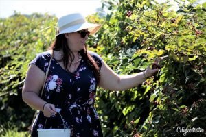 Huber's Orchard, Winery & Vineyard, Starling, Indiana | Kentuckiana Day Trips | Indiana Top Things to Do | Day Trip from Louisville | Indiana Uplands Wine Trail | Wineries in Indiana | U-Pick Adventures | Family Farm Park | Country Farms in Indiana | #HubersOrchard #Indiana #TravelUSA - California Globetrotter
