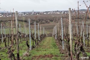 Christmas Wine Tasting & Tour with Bottle Stops | Steinberg Keller | Kloster Eberbach | Vineyards & Wineries in Germany | Wine Tasting & Pairing | Wine Tours in Germany | German Wine Tours | Rhein River Wine Tours & Tastings | #Rhein #RheinWine #Germany - California Globetrotter