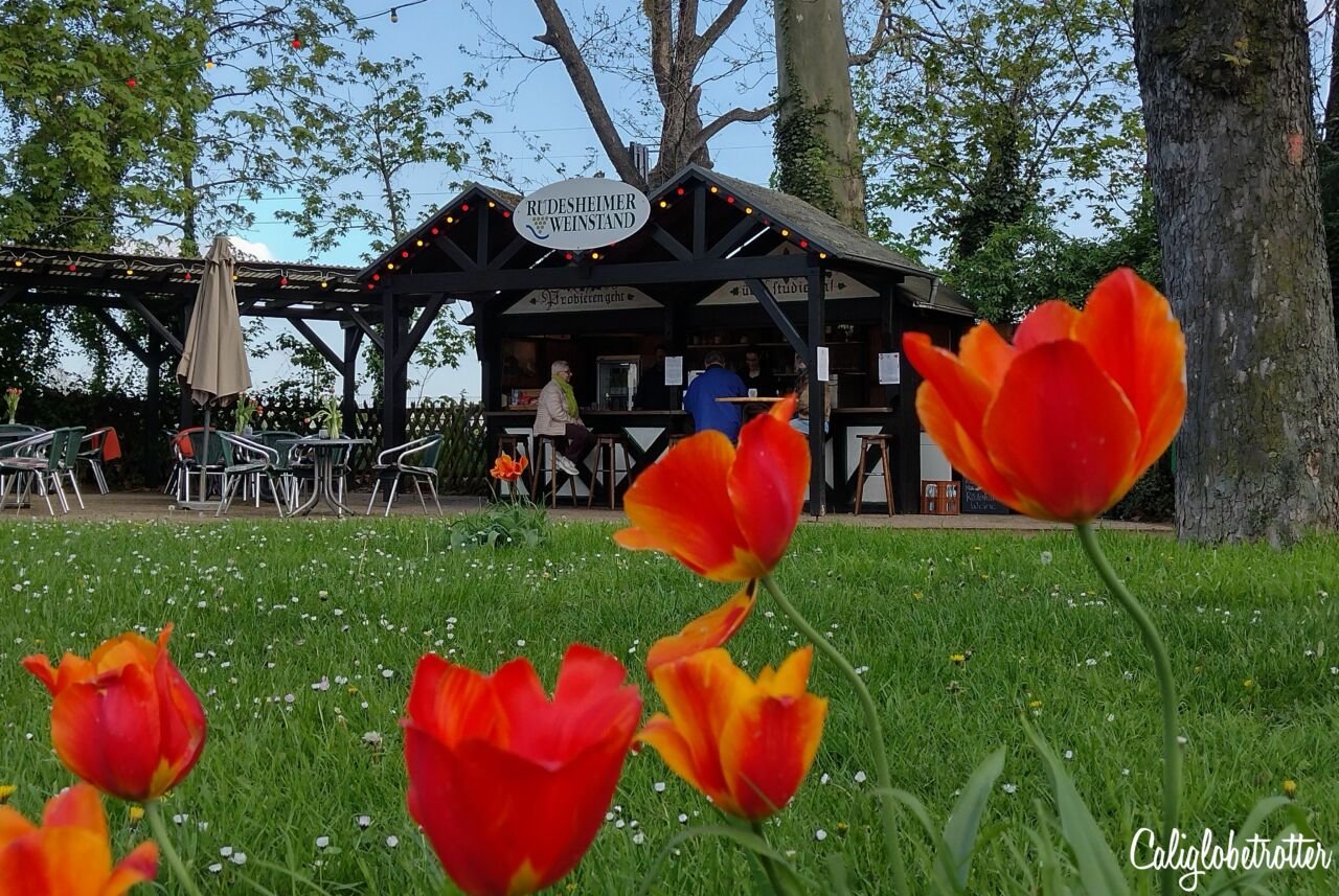 Exploring the Romantic Rhein Route in Germany | Rüdesheim am Rhein | Biking in the Rhein Valley | Hiking in the Rhein Valley | Wine Tasting Stands in the Rhein Valley | Wine Tasting in Rüdesheim | Rheingau Wineries | Wineries in the Rheingau to Visit | Rhein Wine | Rhein Wineries to Visit | Town to Visit along the Rhein River | Romantic Rhine Valley Travel | Vineyards along the Rhein River | Castles on the Rhein River | Things to do in Germany | Best of Germany to Visit | Things to do on the Rhein River | Wine Tasting on the Rhein - California Globetrotter