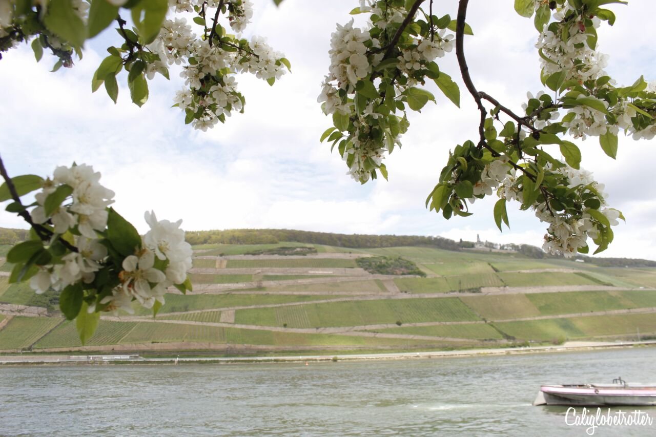 Exploring the Romantic Rhein Route in Germany | Bingen | Burgruine Ehrenfels | Castle Ruins on the Rhein River | Rhein Wine | Rhein Wineries to Visit | Town to Visit along the Rhein River | Romantic Rhine Valley Travel | Vineyards along the Rhein River | Castles on the Rhein River | Things to do in Germany | Towns to Visit on the Rhein | Best of Germany to Visit | Things to do on the Rhein River | Wine Tasting on the Rhein - California Globetrotter