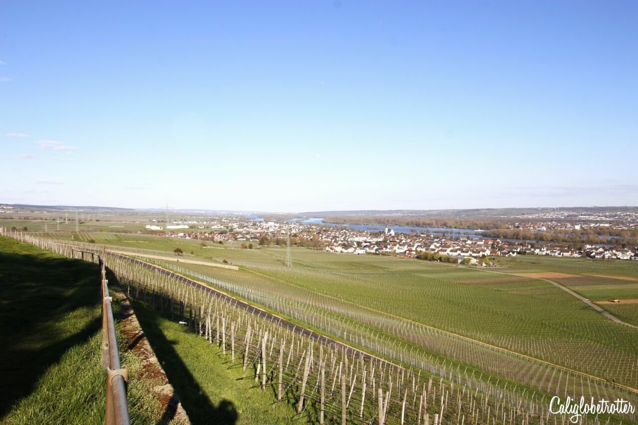 Schloss Johannisberg - The World's First Riesling Winery | Historic Wineries to Visit | Top 5 Wineries to Visit in the World | Best Wineries in Germany to Visit | Best Rheingau Wineries | Wineries to Visit in the Rheingau | Wineries along the Rhein River | Most Beautiful Wineries to Visit | Historic Wine Cellars | German Wineries to Visit | Best Riesling Wineries in Germany | Made in Rheingau | Made in Germany Wine - California Globetrotter