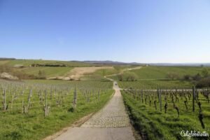 Schloss Johannisberg - The World's First Riesling Winery | Historic Wineries to Visit | Top 5 Wineries to Visit in the World | Best Wineries in Germany to Visit | Best Rheingau Wineries | Wineries to Visit in the Rheingau | Wineries along the Rhein River | Most Beautiful Wineries to Visit | Historic Wine Cellars | German Wineries to Visit | Best Riesling Wineries in Germany | Made in Rheingau | Made in Germany Wine | Hiking in the Rheingau | Rheingau Hikes | Rheingau Wanderungen - California Globetrotter