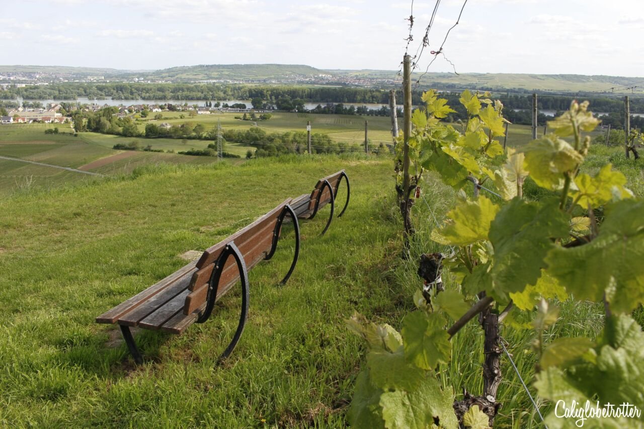 Schloss Johannisberg - The World's First Riesling Winery | Historic Wineries to Visit | Top 5 Wineries to Visit in the World | Best Wineries in Germany to Visit | Best Rheingau Wineries | Wineries to Visit in the Rheingau | Wineries along the Rhein River | Most Beautiful Wineries to Visit | Historic Wine Cellars | German Wineries to Visit | Best Riesling Wineries in Germany | Made in Rheingau | Made in Germany Wine - California Globetrotter